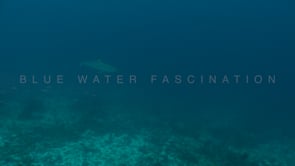 1213_Blacktip reef shark