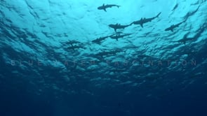2488_shoal of Blacktip Reef Sharks swimming overhead