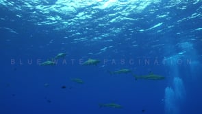 2489_shoal of Blacktip Reef Sharks swimming in blue ocean