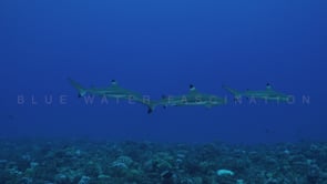 2490_group of Blacktip Reef Sharks swimming over coral reef