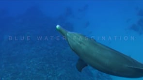Free Test Stock Footage Clip HD