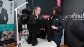 Standard Poodle Modified Miami FFHF