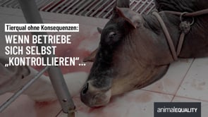 Tierqual ohne Konsequenzen: Wenn Schlachtbetriebe sich selbst „kontrollieren“ …