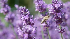 Plant Medicine Course Promo - 60 sec