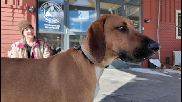 Lucy Mackenzie Humane Society, February "Adoptables"