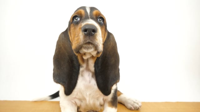 バセットハウンド　ドッグショー　海外　アンティーク　犬　希少 バセット マキシ