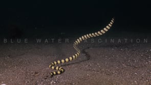 0189_Yellow sea snake digging in sand at night
