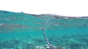 0401_Yellow-lipped sea snake surfacing super close up