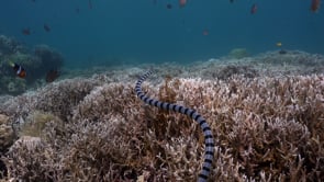 0885_Yellow-lipped sea snake close up swimming over coral reef