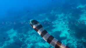 0902_Yellow-lipped sea snake close up ascending