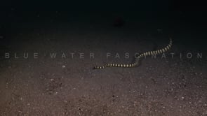 1085_Yellow sea snake digging in sand wide view