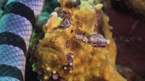 0305_Yellow-lipped sea snake and yellow frog fish