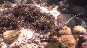 0400_Yellow-lipped sea snake swimming over coral reef
