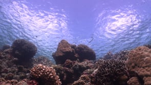 0789_Yellow-lipped sea snake ascending and descending on coral reef