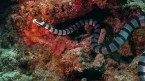 0790_Yellow-lipped sea snake searching for food