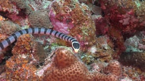 0791_Yellow-lipped sea snake super close up