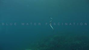 1431_Yellow-lipped sea snake ascending and descending wide view