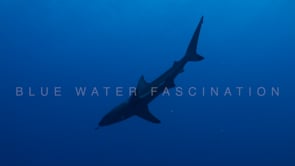 0536_Oceanic Blacktip Shark