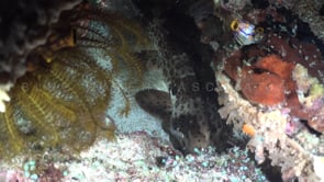 0821_Bamboo shark between rocks