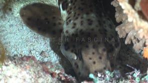 0822_Bamboo Shark close up
