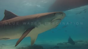 0028_Tiger shark close up