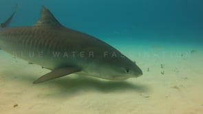 0032_Tiger shark searching for food