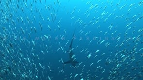 0006_Thresher shark hunting sardines with fast overhead tail slap
