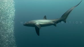 0005_Thresher Shark hunting sardines with overhead tail slap