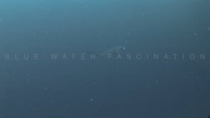 0010_Thresher Shark feeding on sardine