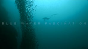 0009_Thresher shark hunting sardines with tail slap