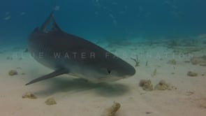 0031_Tiger shark  closing eye