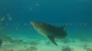 0029_Tiger shark with hook in mouth