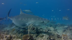 0027_Tiger shark turns