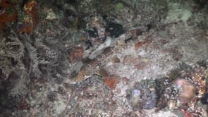 0517_Bamboo shark