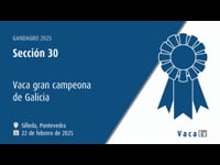 Vaca gran campeona de Galicia