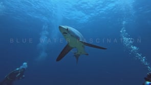 2471_Thresher shark and scuba divers
