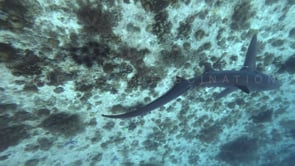 2473_Thresher shark swimming over coral reef in slow motion from above