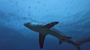 2474_Thresher shark from below swimming towards camera