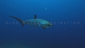 2476_Thresher shark passing very close in slow motion