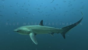 2477_Thresher shark passing close at the camera