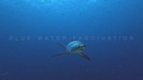 2478_Thresher shark passing very close in front of the camera
