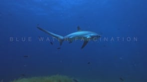2479_Thresher shark swimming in circles over corals in Malapascua island, the philippines