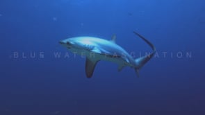 2482_Two Thresher sharks swimming over coral ref