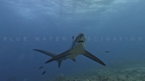 2483_Thresher shark passing close in front of the camera
