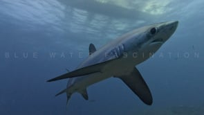 2484_Thresher shark swimming very close in front of the camera in slow motion