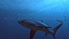 2480_Thresher shark turning close in front of camera