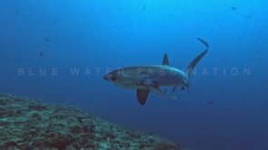 2481_Thresher shark turning over coral reef