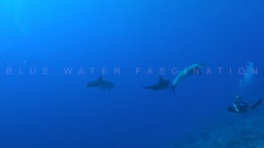 2559_Dolphins and Scuba Diver