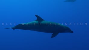 2561_Dolphin passing close in front of camera