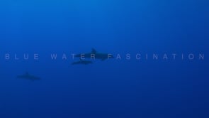 2560_Dolphin with calf
